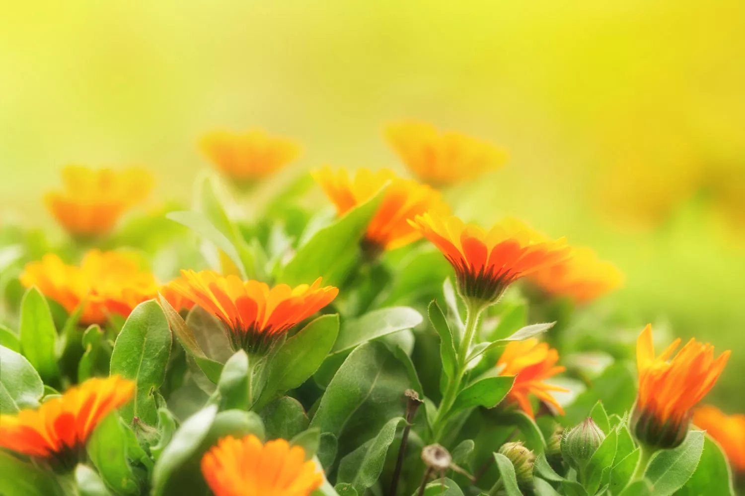 banner-footer-regular-pic